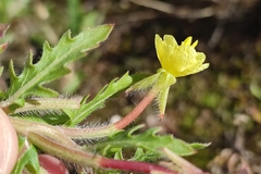 Oenothera laciniata