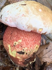 Rubroboletus satanas