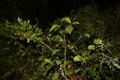 Clerodendrum floribundum
