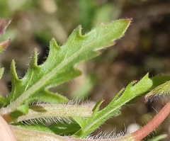 Oenothera laciniata