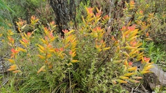 Castilleja integrifolia