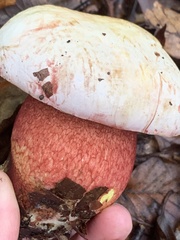 Rubroboletus satanas