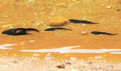 Clinotarsus curtipes