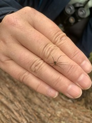 Opilio saxatilis