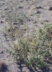 Urtica cannabina
