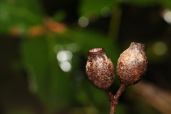 Corymbia gummifera