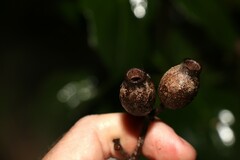 Corymbia gummifera