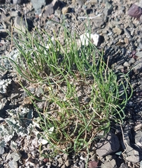 Allium polyrhizum