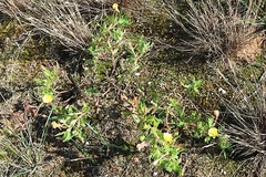 Oenothera laciniata