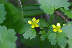 Ranunculus muricatus