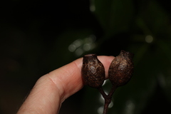 Corymbia gummifera