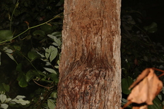 Corymbia gummifera
