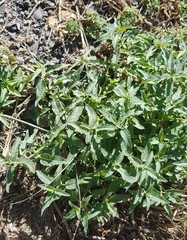 Nepeta sibirica