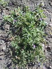 Nepeta sibirica
