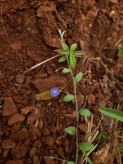 Evolvulus alsinoides