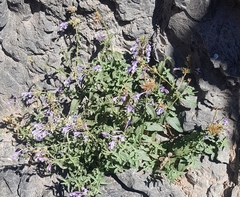 Nepeta sibirica