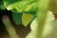 Eurema mandarina