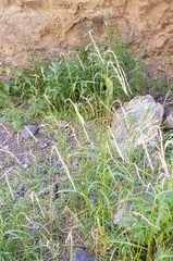 Elymus sibiricus