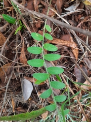 Evolvulus alsinoides