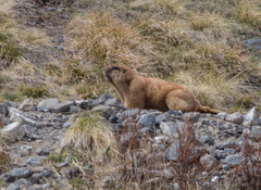 Marmota baibacina