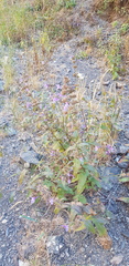 Nepeta sibirica