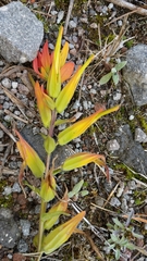 Castilleja integrifolia