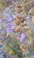 Nepeta sibirica