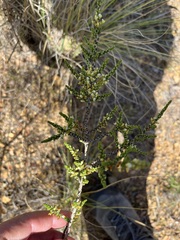 Aspalathus hispida albiflora