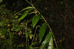 Alpinia caerulea