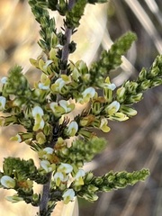 Aspalathus hispida albiflora