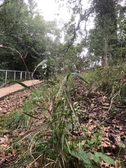 Brachypodium sylvaticum