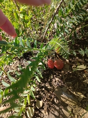 Astragalus wolgensis