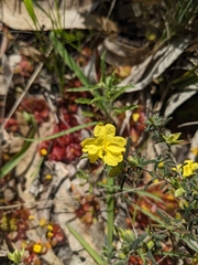 Hibbertia riparia