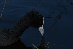 Fulica atra australis
