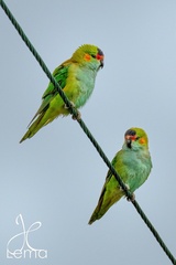 Parvipsitta porphyrocephala