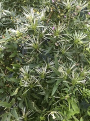 Clematis microphylla