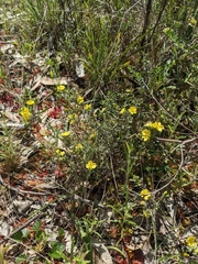 Hibbertia riparia