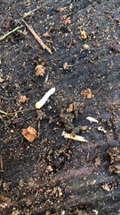 Reticulitermes flavipes