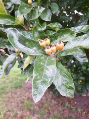 Crataegus mexicana