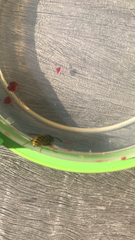 Vespula vulgaris