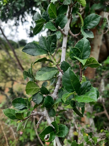 Image of Siamese Rough Bush (Streblus asper) by no rights reserved