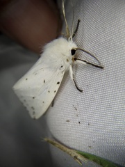Spilosoma lubricipeda