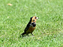 Trachyphonus vaillantii vaillantii