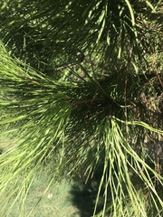 Pinus brutia