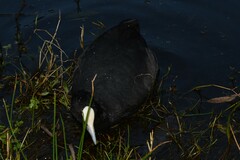 Fulica atra australis