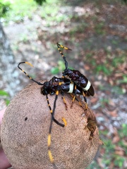 Trachyderes succinctus