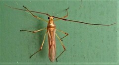 Ragwelellus suspectus