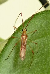 Ragwelellus suspectus