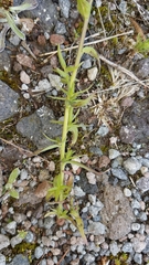 Castilleja integrifolia
