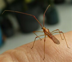 Ragwelellus suspectus